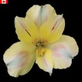 Alstroemeria - California (bunch of 10 stems)